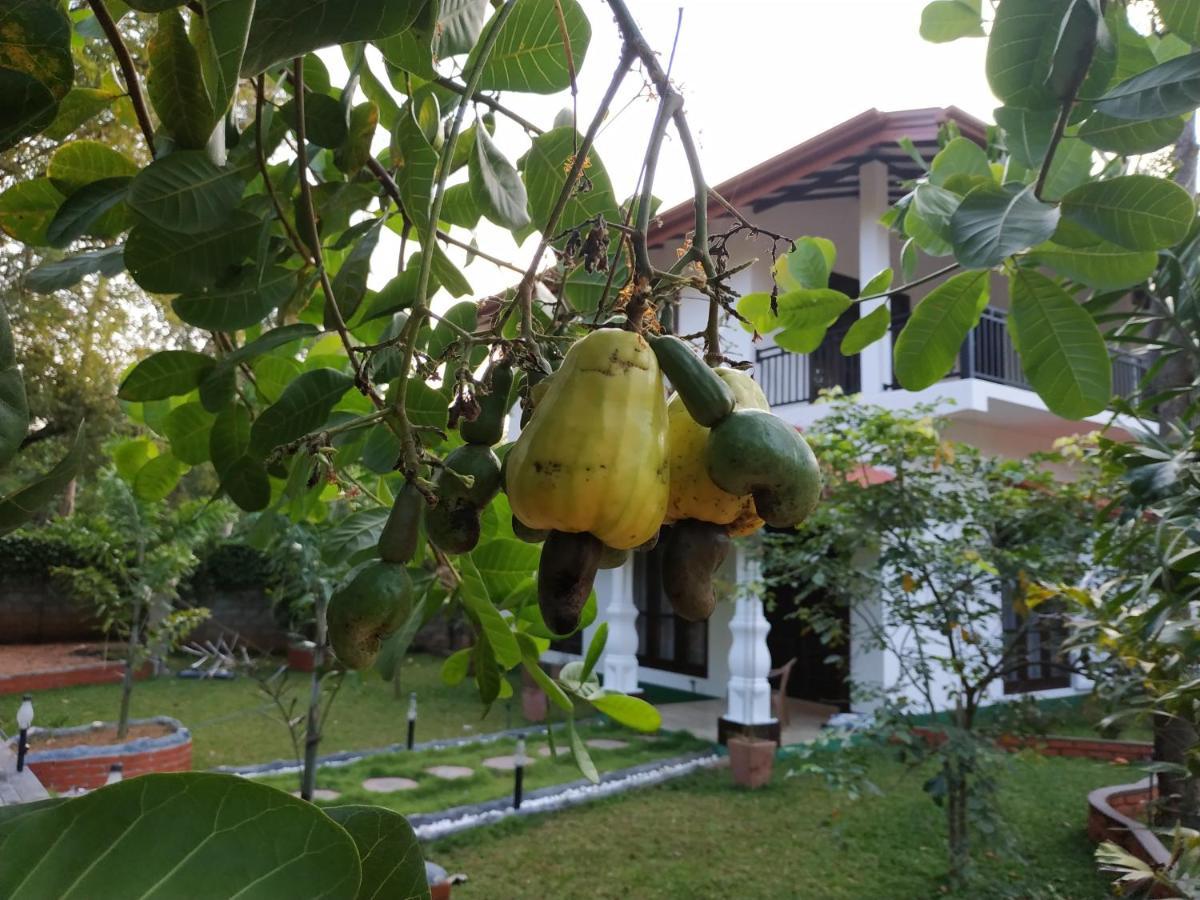 Sigiriya Cashew Palace Resort Daganapothaha المظهر الخارجي الصورة