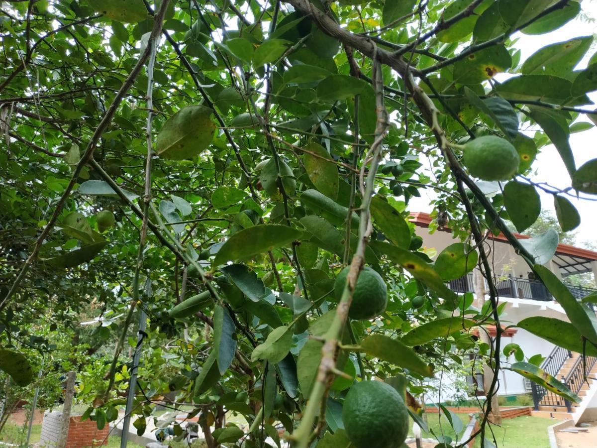 Sigiriya Cashew Palace Resort Daganapothaha المظهر الخارجي الصورة