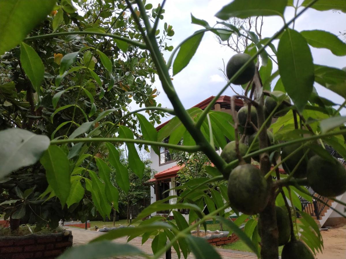 Sigiriya Cashew Palace Resort Daganapothaha المظهر الخارجي الصورة